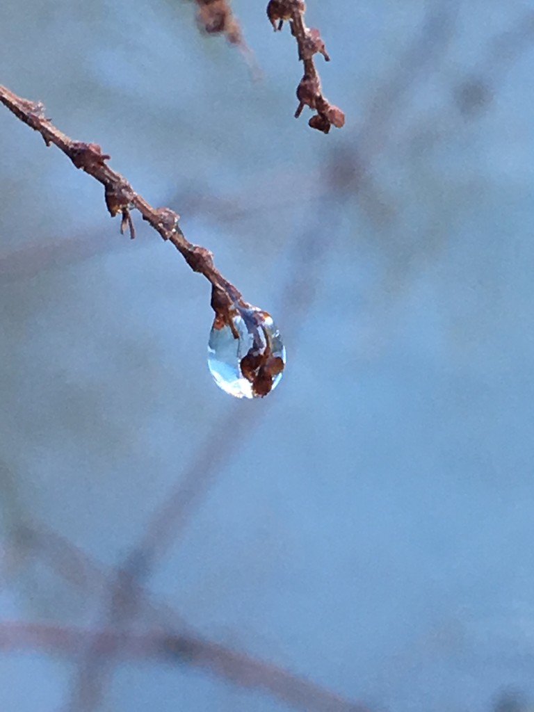 Frozen Dewdrop  by clay88