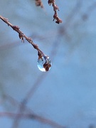 31st Dec 2018 - Frozen Dewdrop 