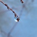 Frozen Dewdrop  by clay88