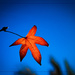 Autumn Leaf........Delayed by stray_shooter
