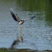 Dancing heron by maureenpp