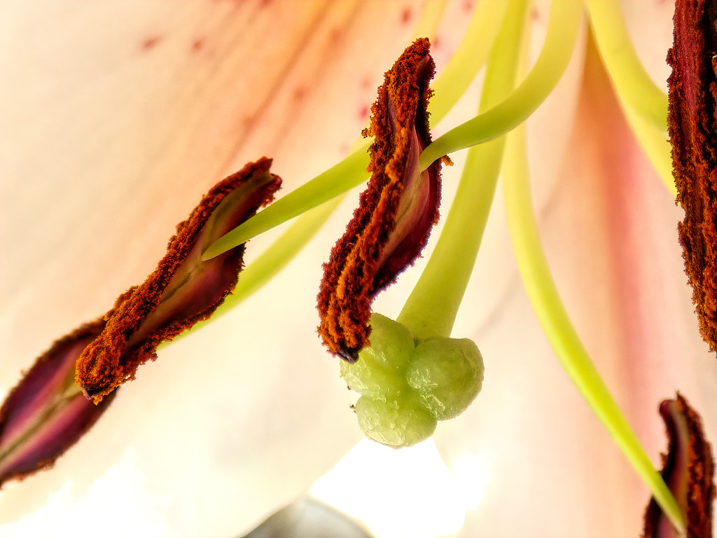 Stamens of a Lily by ludwigsdiana