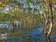 2nd Jan 2019 - mangroves