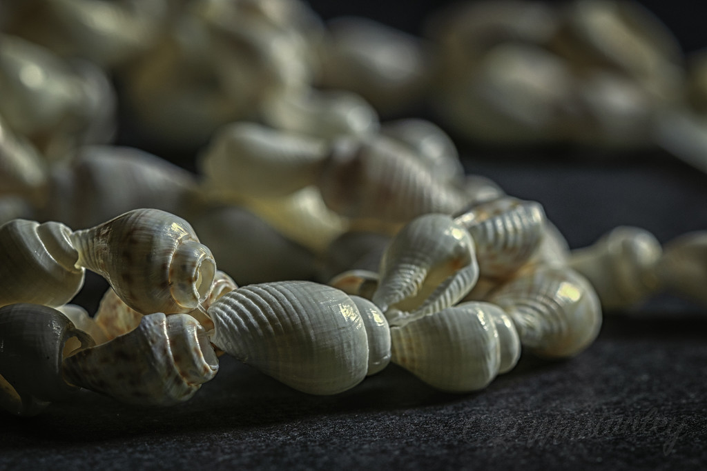 String of Shells by kipper1951