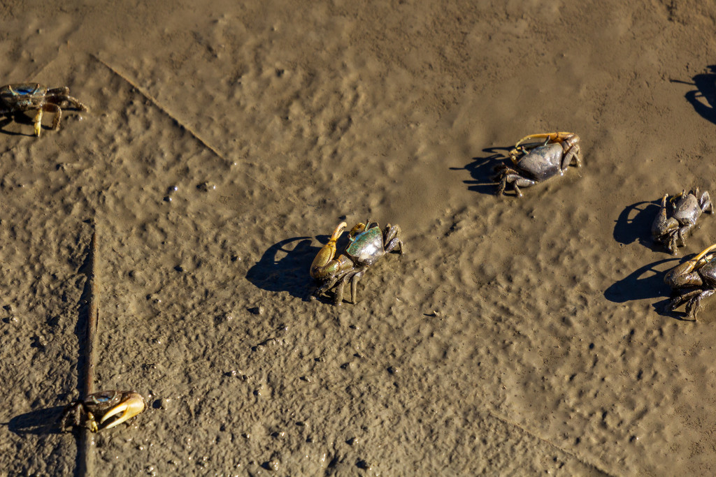 Fiddler Crabs by swchappell