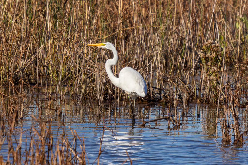 Egret In The Marsh by swchappell