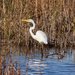 Egret In The Marsh by swchappell