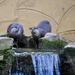 Otters by gillian1912