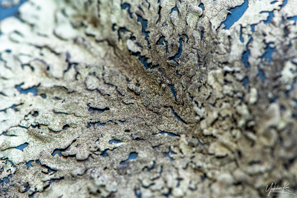 Lichen by yorkshirekiwi