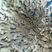Lichen by yorkshirekiwi