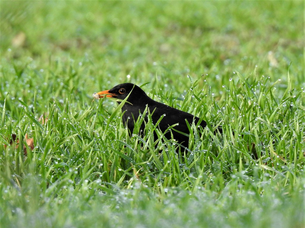  Blackbird in the Wet Grass by susiemc