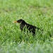  Blackbird in the Wet Grass by susiemc