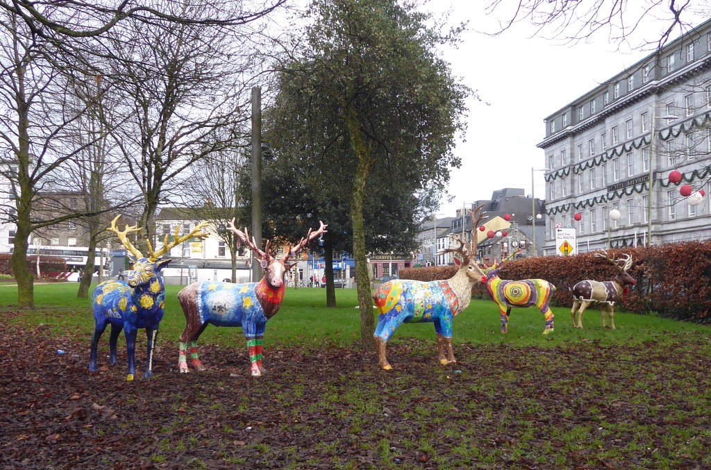 If anyone wants to know what happened to the reindeer, they're here in Galway , Ireland.  by chimfa