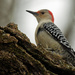 Red-bellied woodpecker landscape by rminer