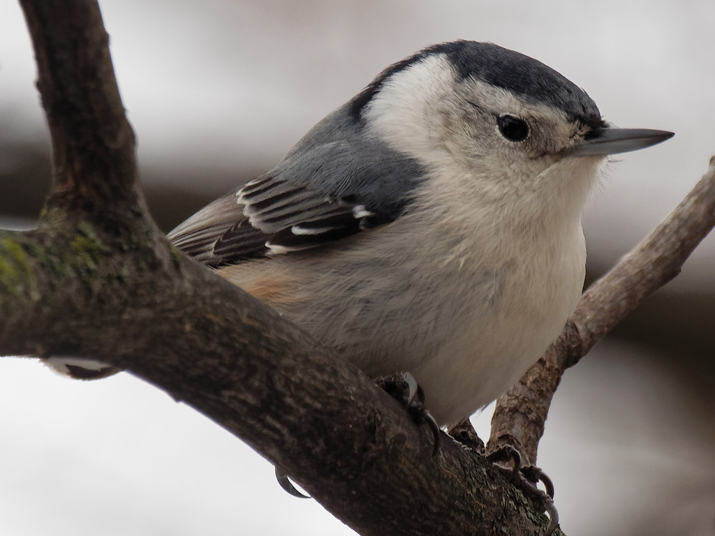 White-breasted Nuthatch in tree by rminer