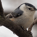 White-breasted Nuthatch in tree by rminer