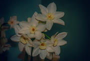 2nd Jan 2019 - Paperwhites