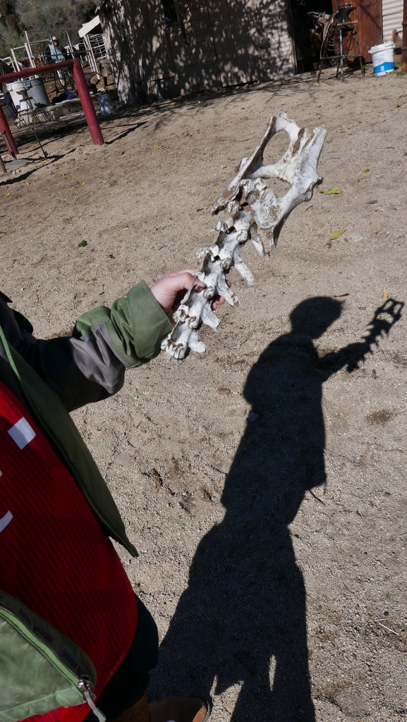 Bleached bone found in the Arizona desert by swagman