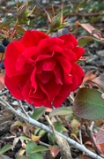 2nd Jan 2019 - Winter rose.