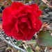 Winter rose. by shutterbug49