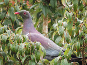2nd Jan 2019 - Kereru in a Kōtukutuku tree 