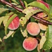 Peaches by kiwinanna