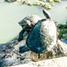 Turtle rock by sugarmuser