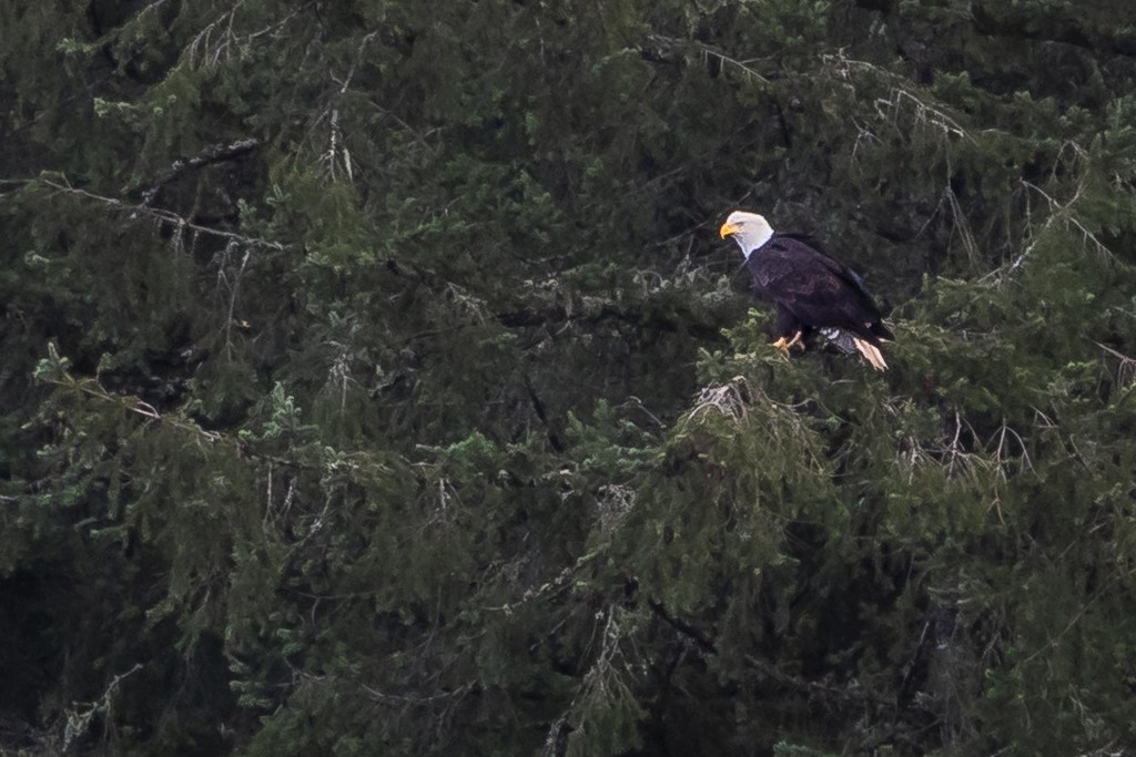 Bald Eagle at Gazzam Lake by jyokota