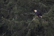 2nd Jan 2019 - Bald Eagle at Gazzam Lake
