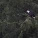 Bald Eagle at Gazzam Lake by jyokota