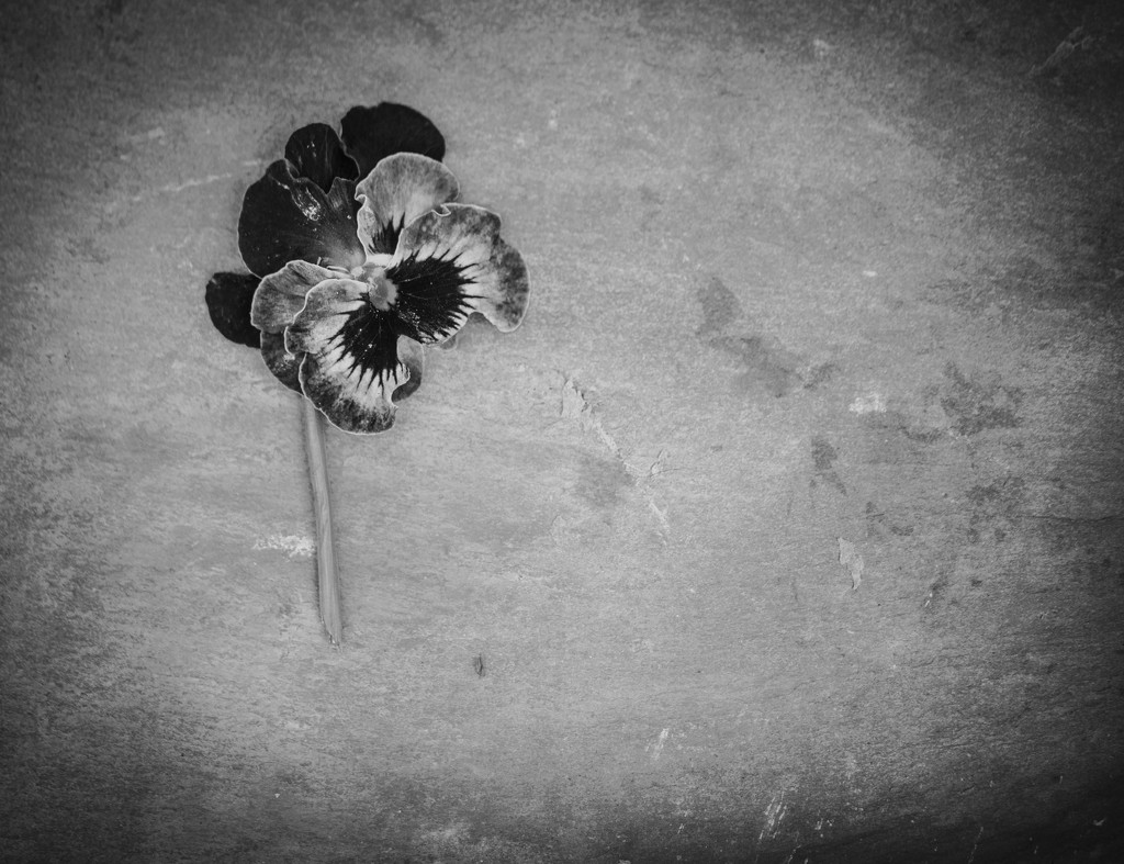  2nd Jan - Pansy (Better on black) by newbank