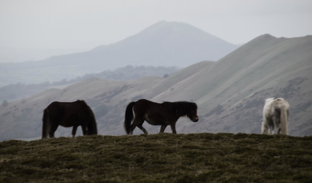horses and hills by ianmetcalfe