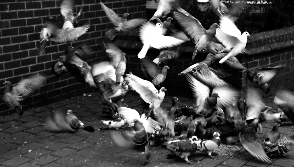 pigeons by ianmetcalfe
