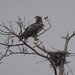 LHG_3319 Juvenille Eagle by rontu