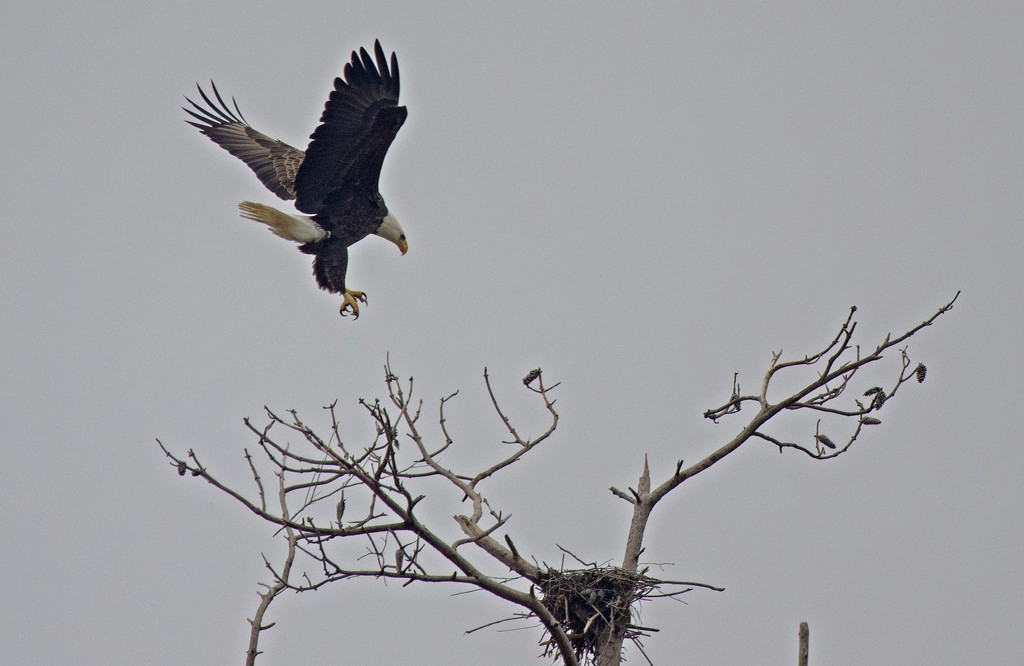 LHG_3338Adult Eagle swoops in by rontu
