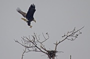 2nd Jan 2019 - LHG_3338Adult Eagle swoops in
