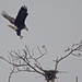 LHG_3338Adult Eagle swoops in by rontu