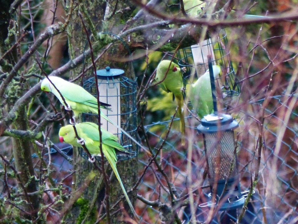Ring Necked Parakeets in South Croydon by susiemc