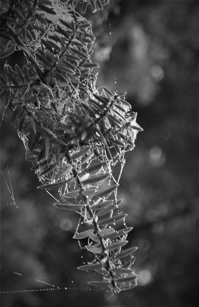 Dew covered spiders web by Dawn