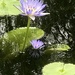 Lily pond by sugarmuser