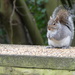 A Grey Squirrel With Food by snoopybooboo