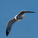 gull forward  by rminer