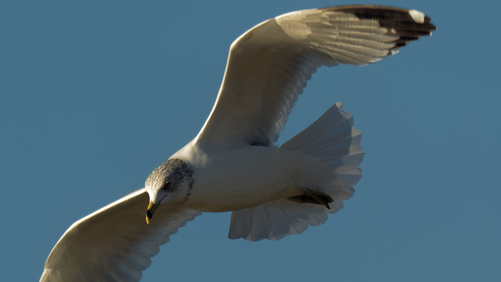 gull wide crop by rminer
