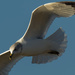 gull wide crop by rminer