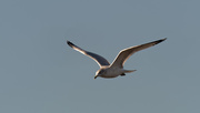 3rd Jan 2019 - gull in flight swoop