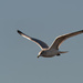 gull in flight swoop by rminer