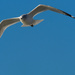 gull forward by rminer