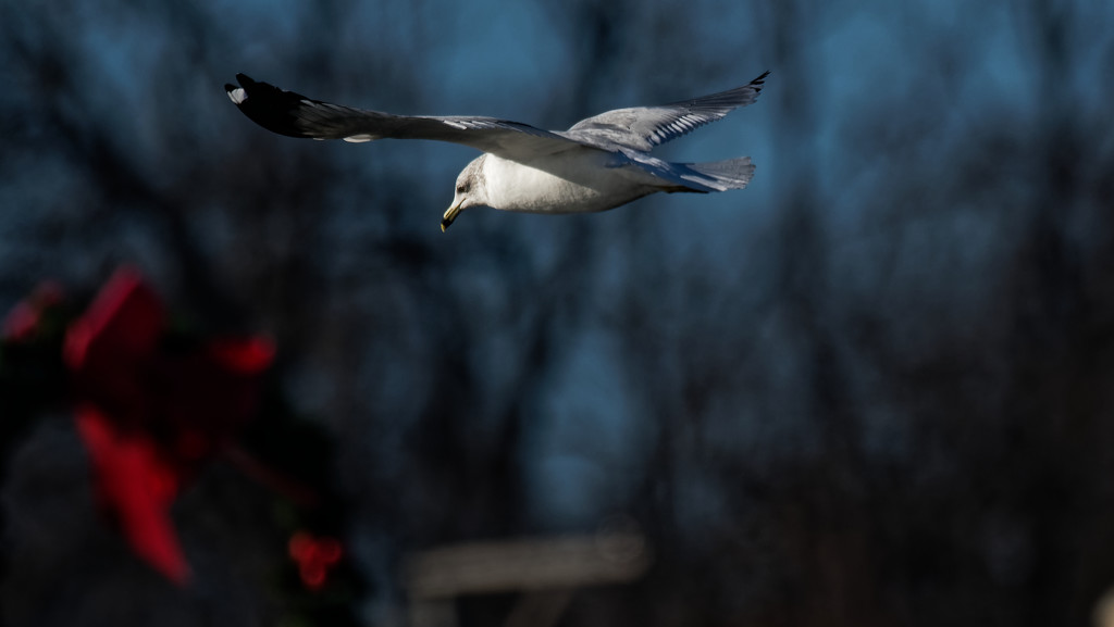 gull with wreath by rminer