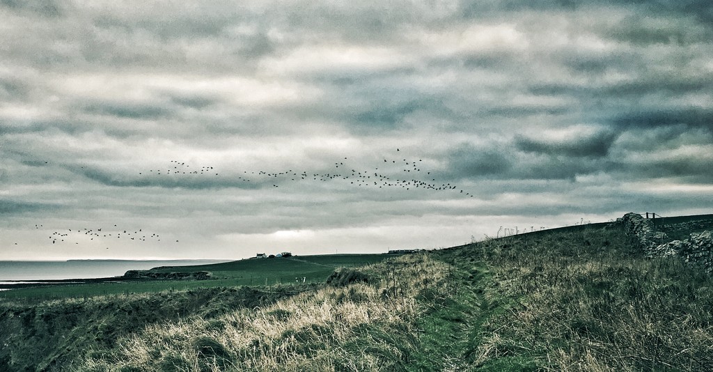 Birds over Scapa by ingrid2101