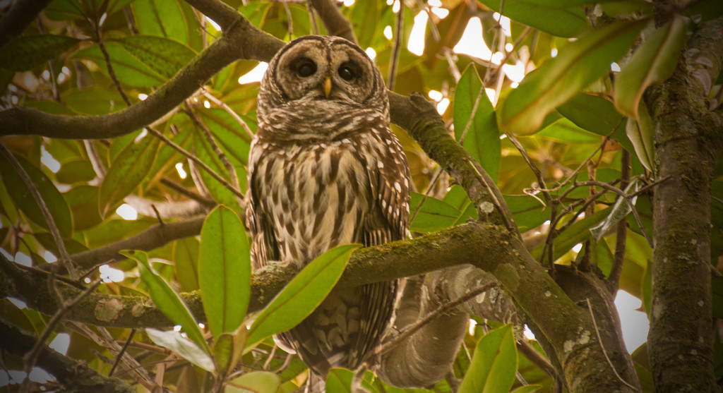 Barred Owl Getting Ready for it's Nightly Rendezvous! by rickster549